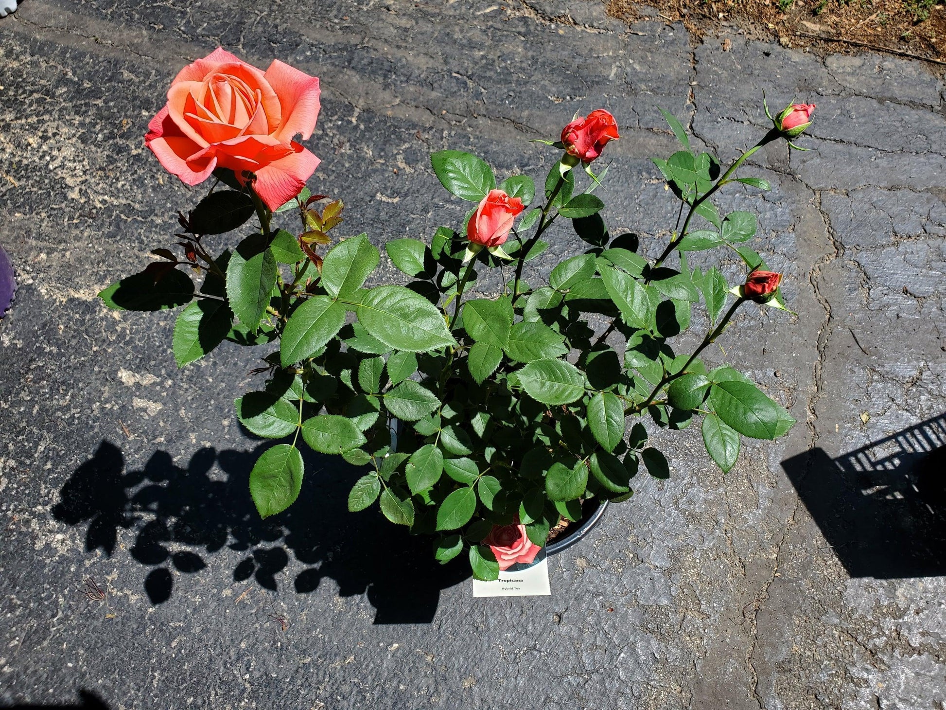 Rosa Hybrid Tea Tropicana - View 19 from www redcrocus com
