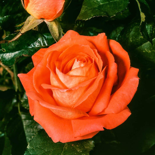 Rosa Hybrid Tea Tropicana - View 1 from www redcrocus com