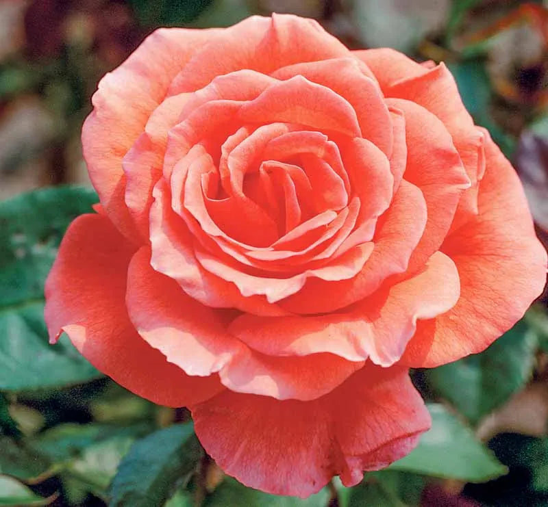 Rosa Hybrid Tea Tropicana - View 2 from www redcrocus com
