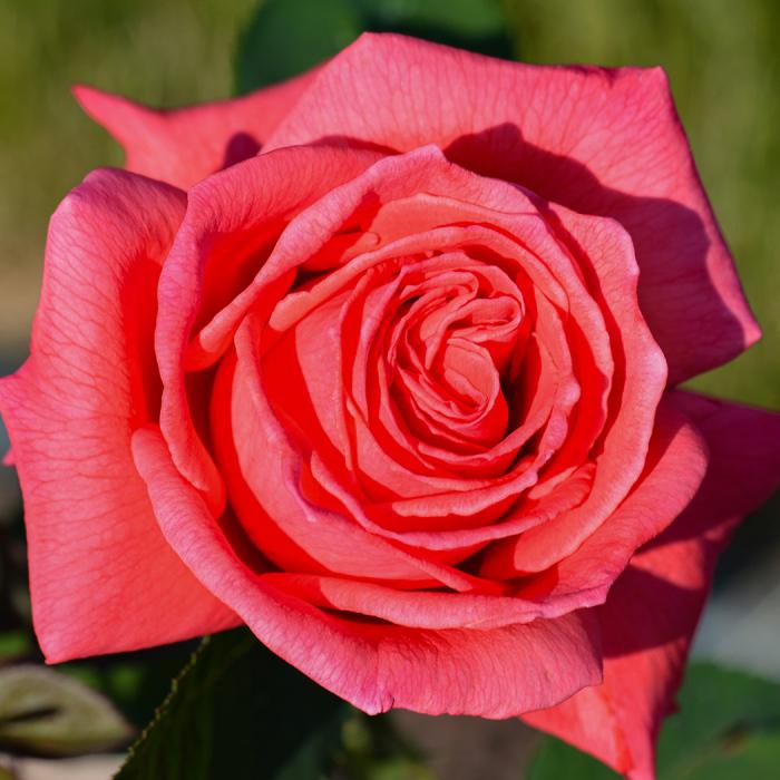 Rosa Hybrid Tea Tropicana - View 3 from www redcrocus com