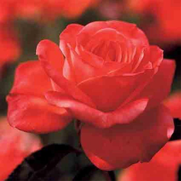 Rosa Hybrid Tea Tropicana - View 4 from www redcrocus com