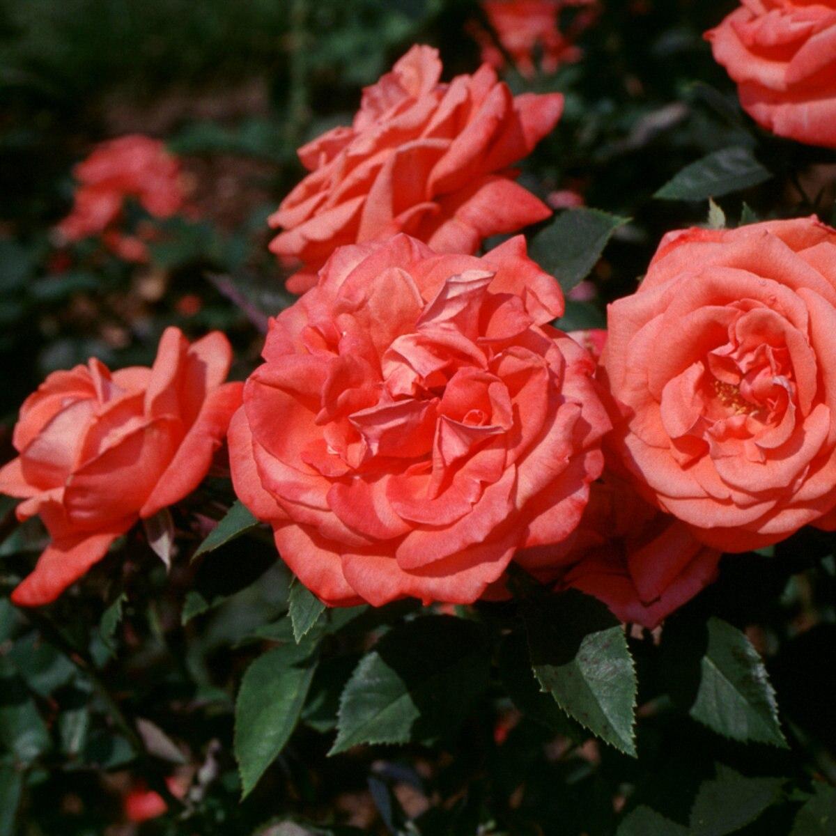 Rosa Hybrid Tea Tropicana - View 5 from www redcrocus com