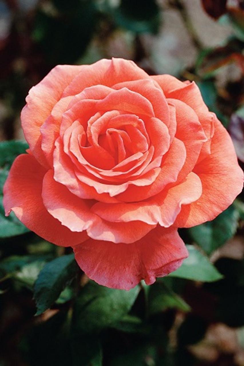Rosa Hybrid Tea Tropicana - View 6 from www redcrocus com