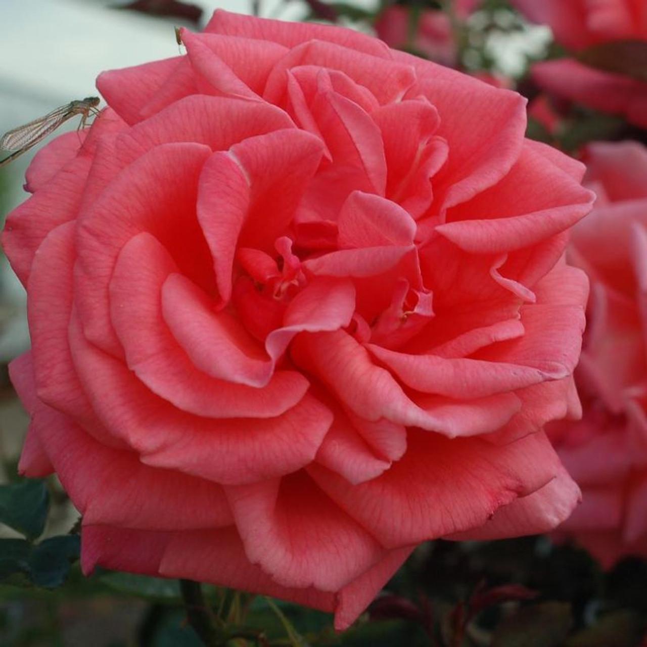 Rosa Hybrid Tea Tropicana - View 7 from www redcrocus com