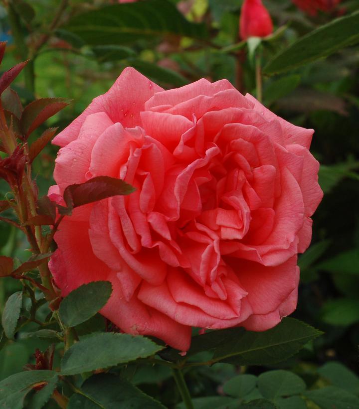Rosa Hybrid Tea Tropicana - View 8 from www redcrocus com
