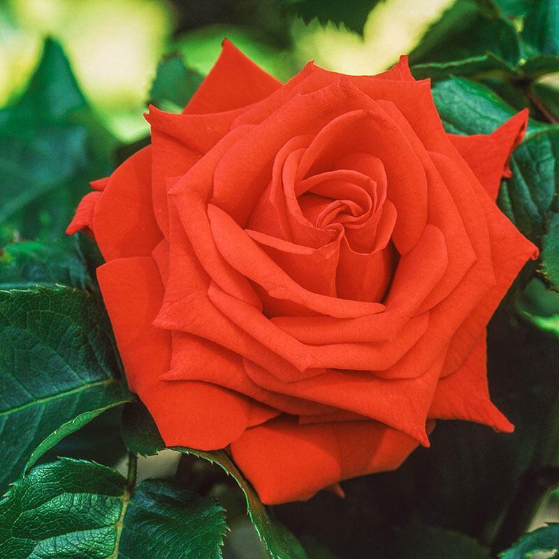 Rosa Hybrid Tea Tropicana - View 9 from www redcrocus com