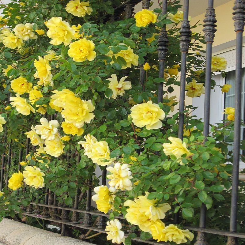 Rosa Climbing Golden Showers - View 10 from www redcrocus com