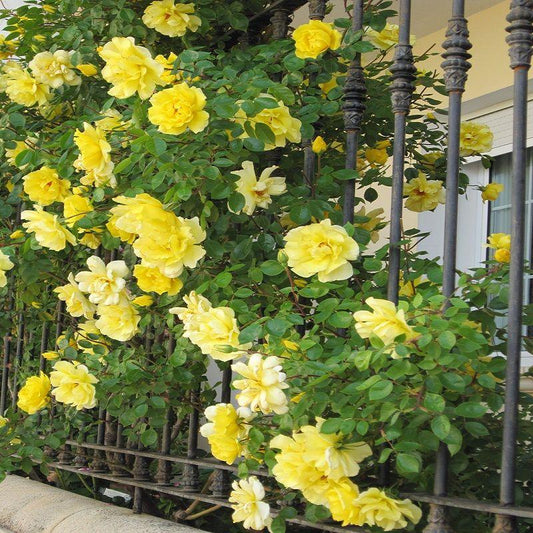 Rosa Climbing Golden Showers - View 10 from www redcrocus com