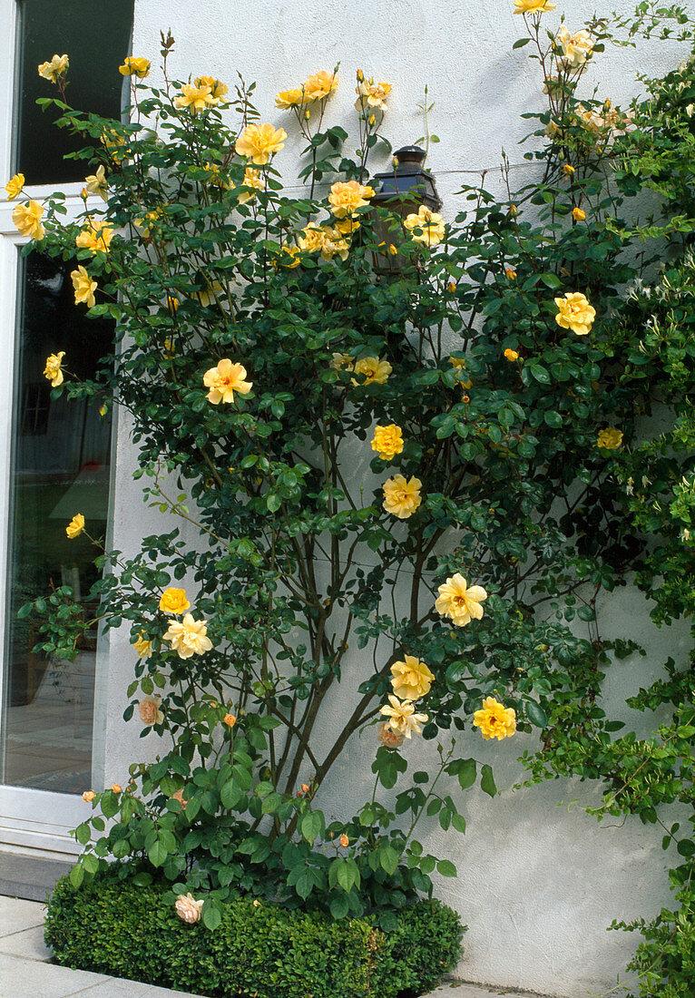 Rosa Climbing Golden Showers - View 12 from www redcrocus com