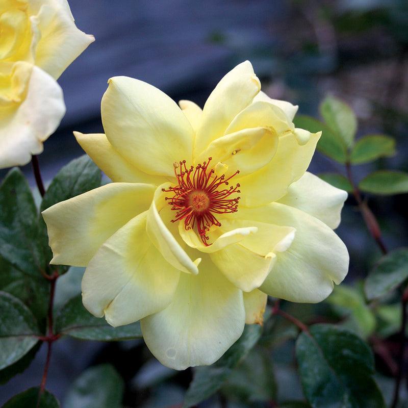 Rosa Climbing Golden Showers - View 13 from www redcrocus com