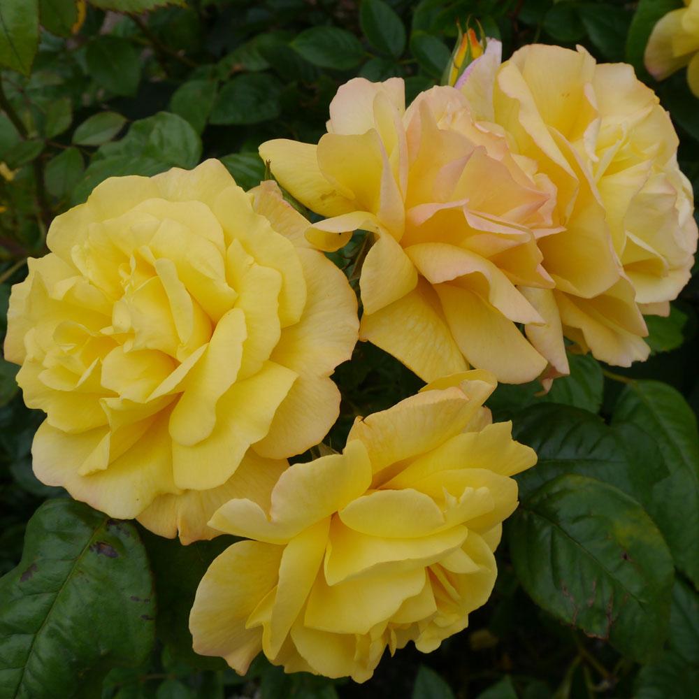 Rosa Climbing Golden Showers - View 14 from www redcrocus com