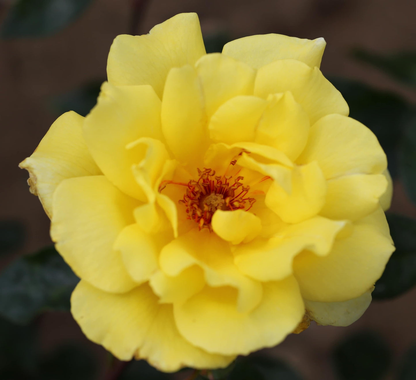Rosa Climbing Golden Showers - View 15 from www redcrocus com