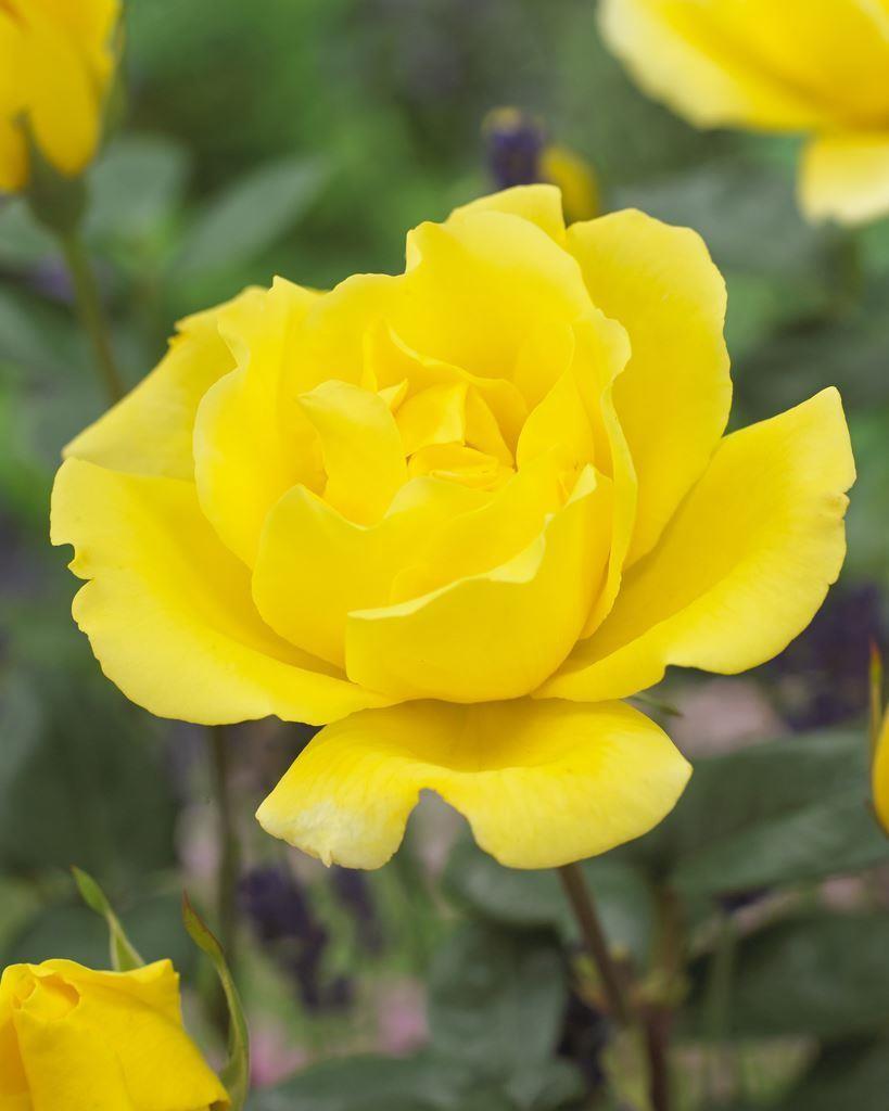 Rosa Climbing Golden Showers - View 16 from www redcrocus com