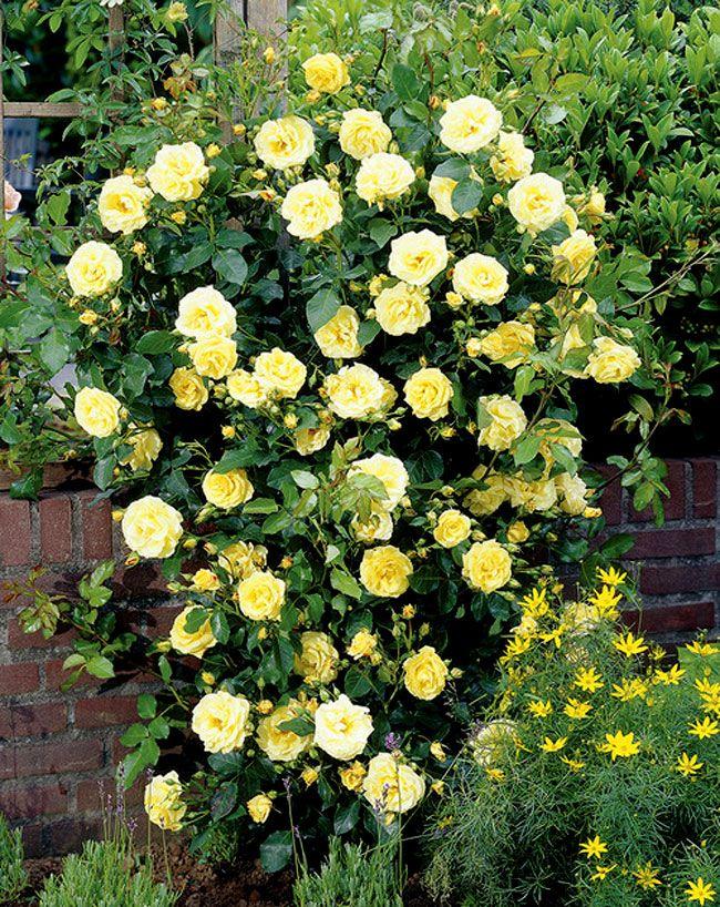 Rosa Climbing Golden Showers - View 19 from www redcrocus com