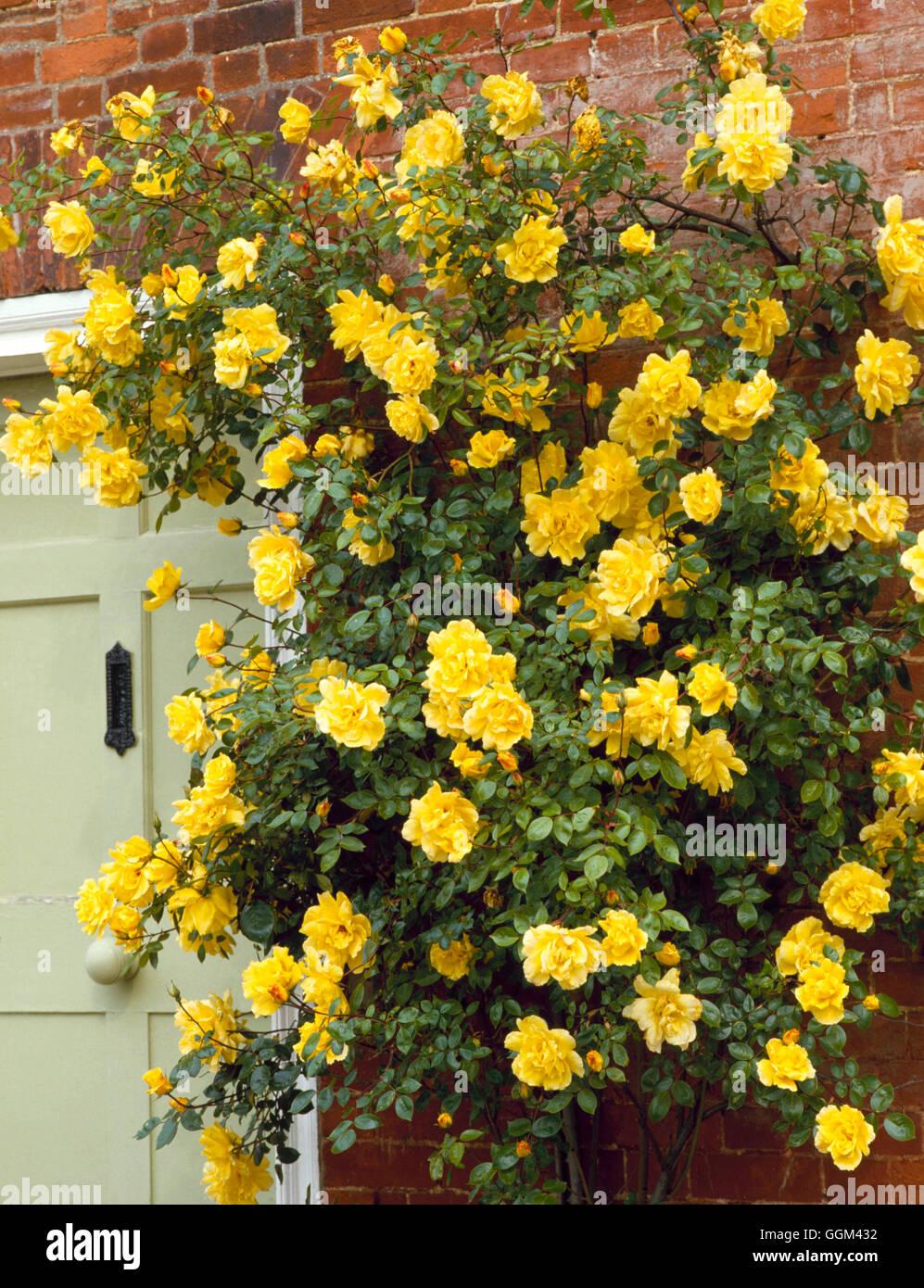 Rosa Climbing Golden Showers - View 1 from www redcrocus com