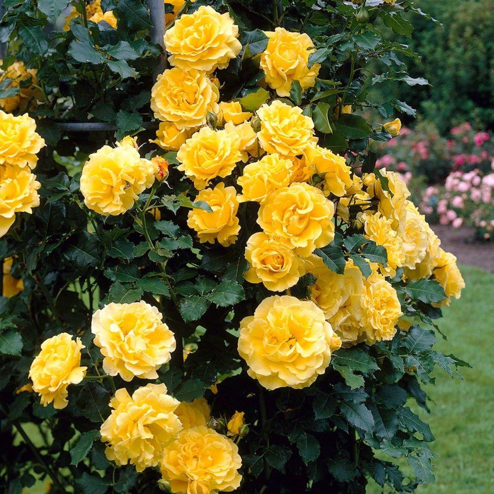 Rosa Climbing Golden Showers - View 20 from www redcrocus com