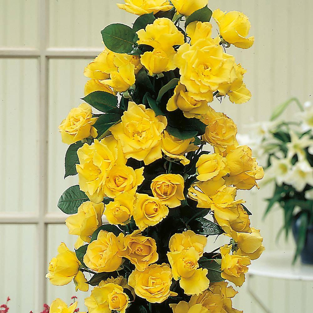 Rosa Climbing Golden Showers - View 2 from www redcrocus com