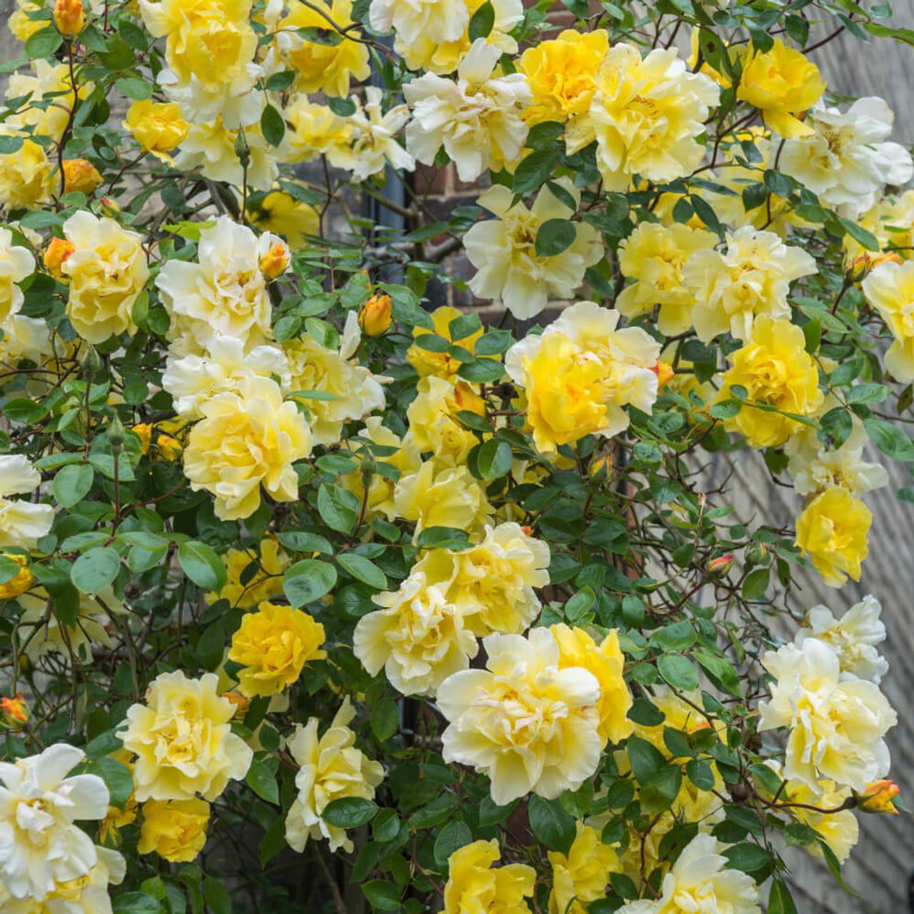 Rosa Climbing Golden Showers - View 3 from www redcrocus com