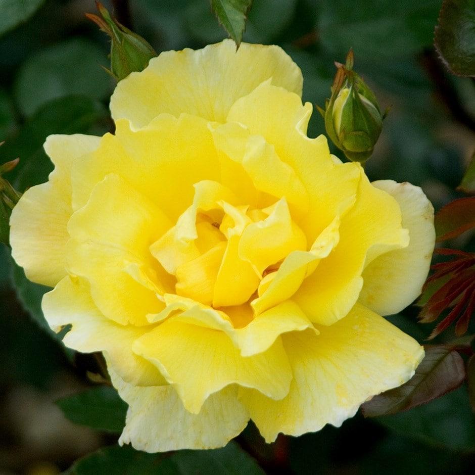 Rosa Climbing Golden Showers - View 6 from www redcrocus com