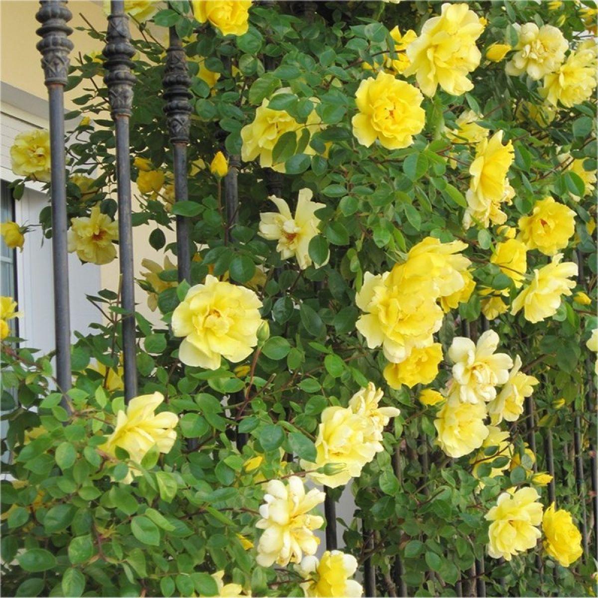 Rosa Climbing Golden Showers - View 7 from www redcrocus com