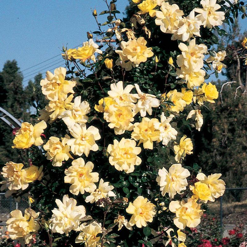 Rosa Climbing Golden Showers - View 8 from www redcrocus com