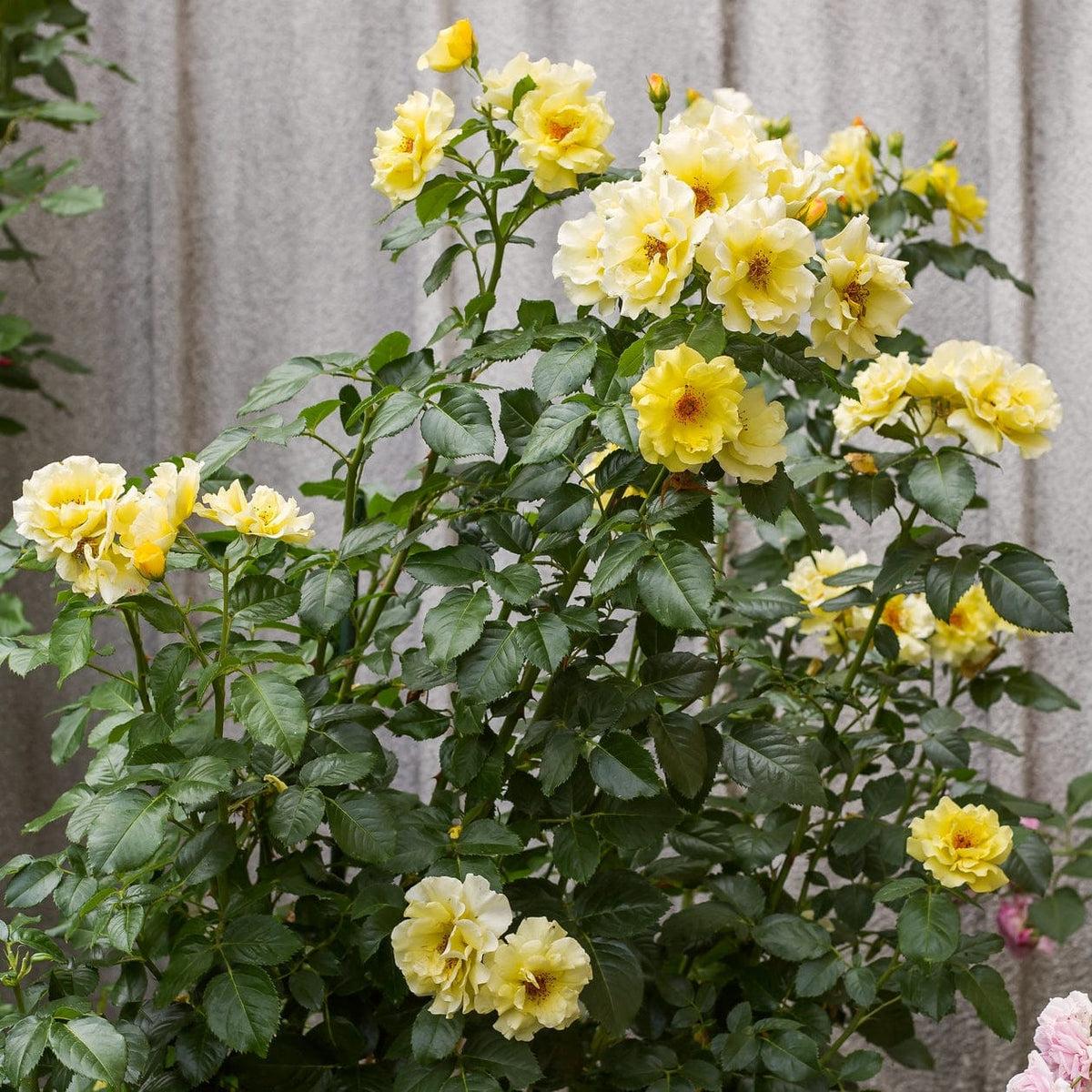 Rosa Climbing Golden Showers - View 9 from www redcrocus com