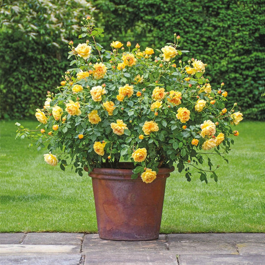 Rosa David Austin Golden Celebration - View 1 from www redcrocus com