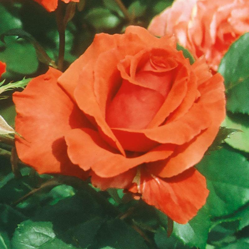 Rosa Hybrid Tea Fragrant Cloud - View 11 from www redcrocus com