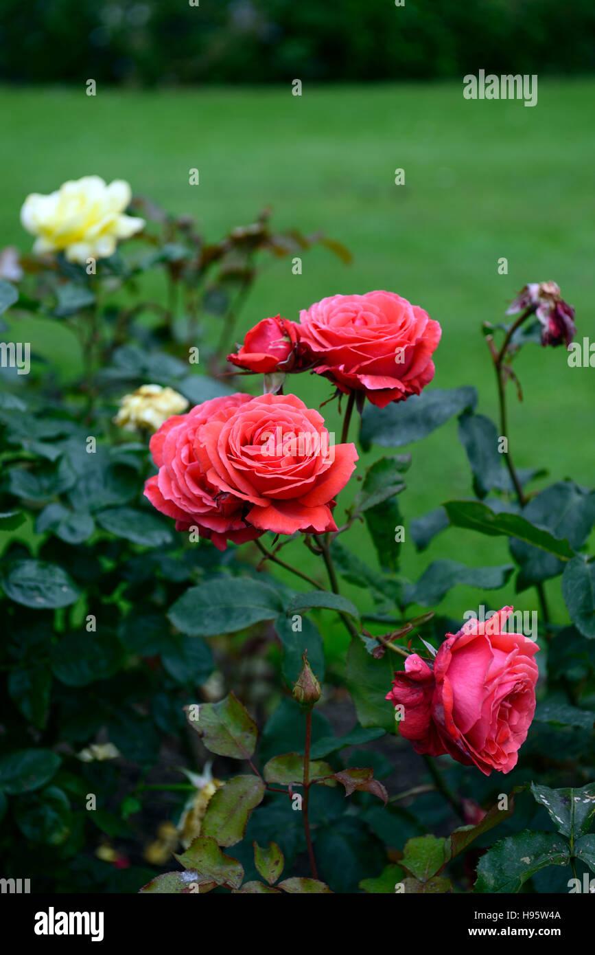 Rosa Hybrid Tea Fragrant Cloud - View 14 from www redcrocus com