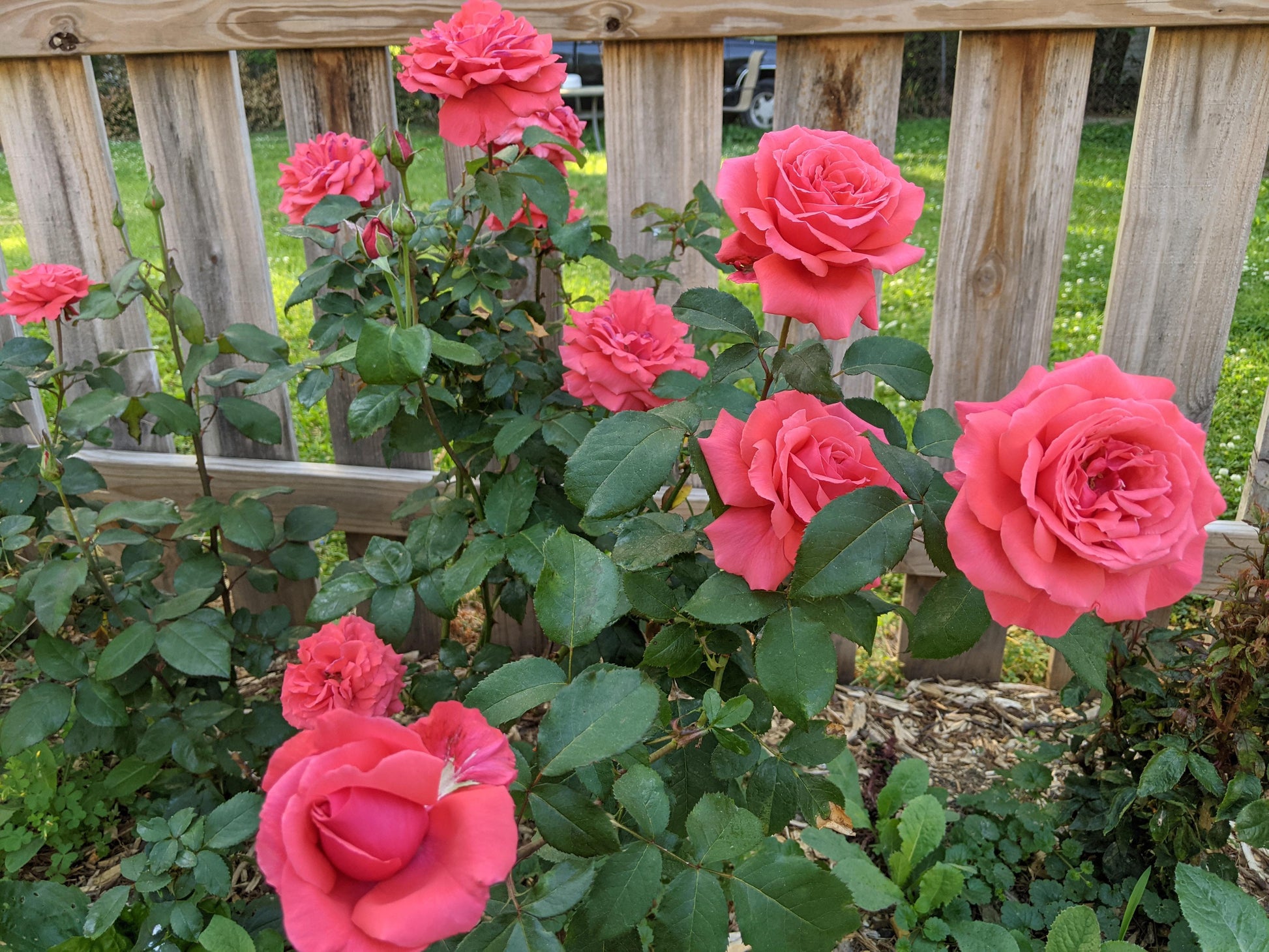 Rosa Hybrid Tea Fragrant Cloud - View 16 from www redcrocus com