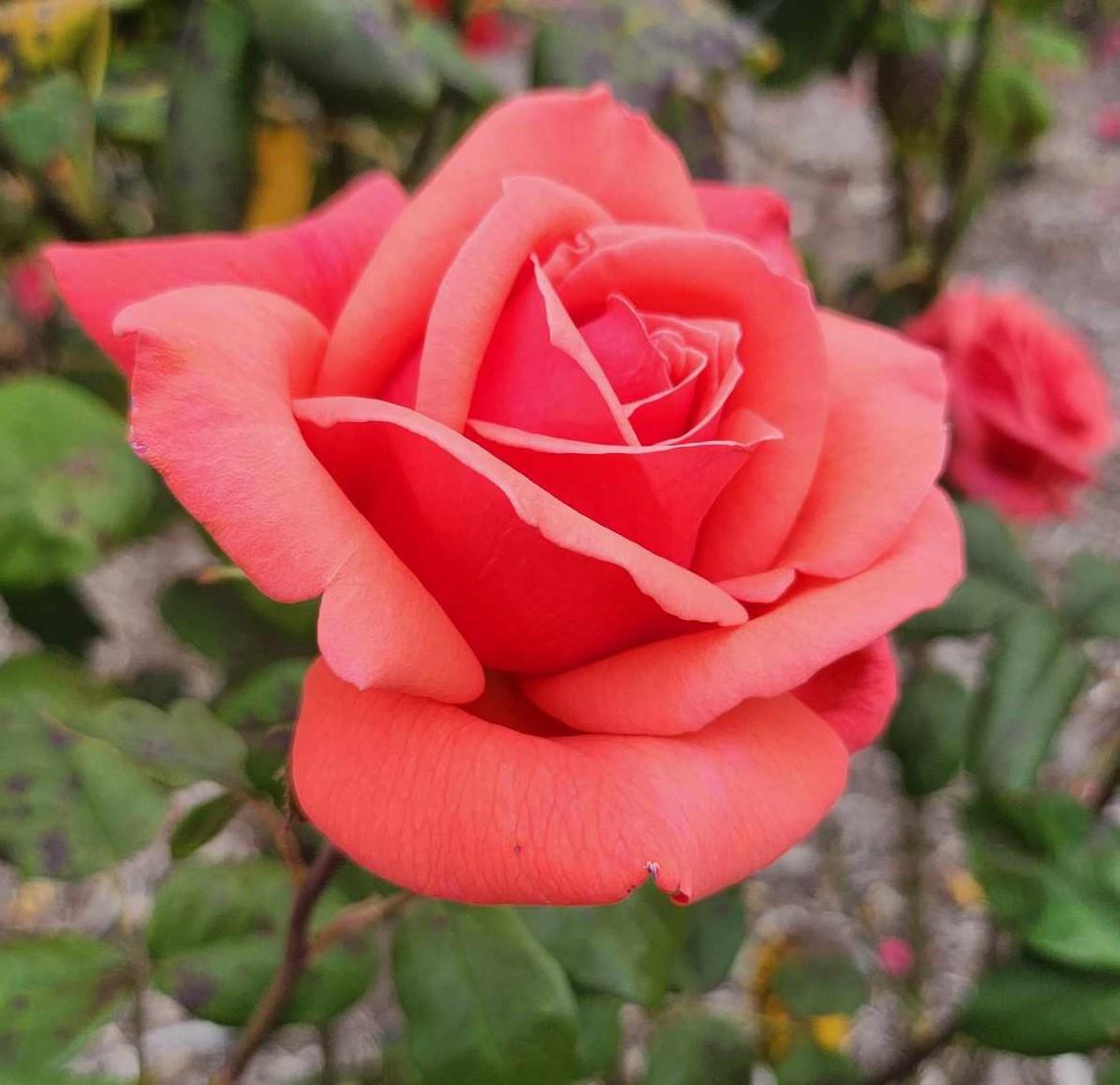 Rosa Hybrid Tea Fragrant Cloud - View 18 from www redcrocus com