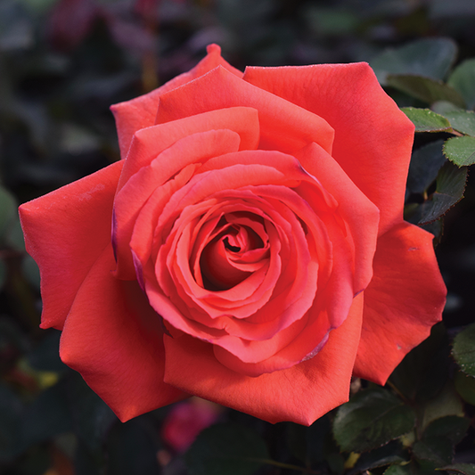 Rosa Hybrid Tea Fragrant Cloud - View 1 from www redcrocus com
