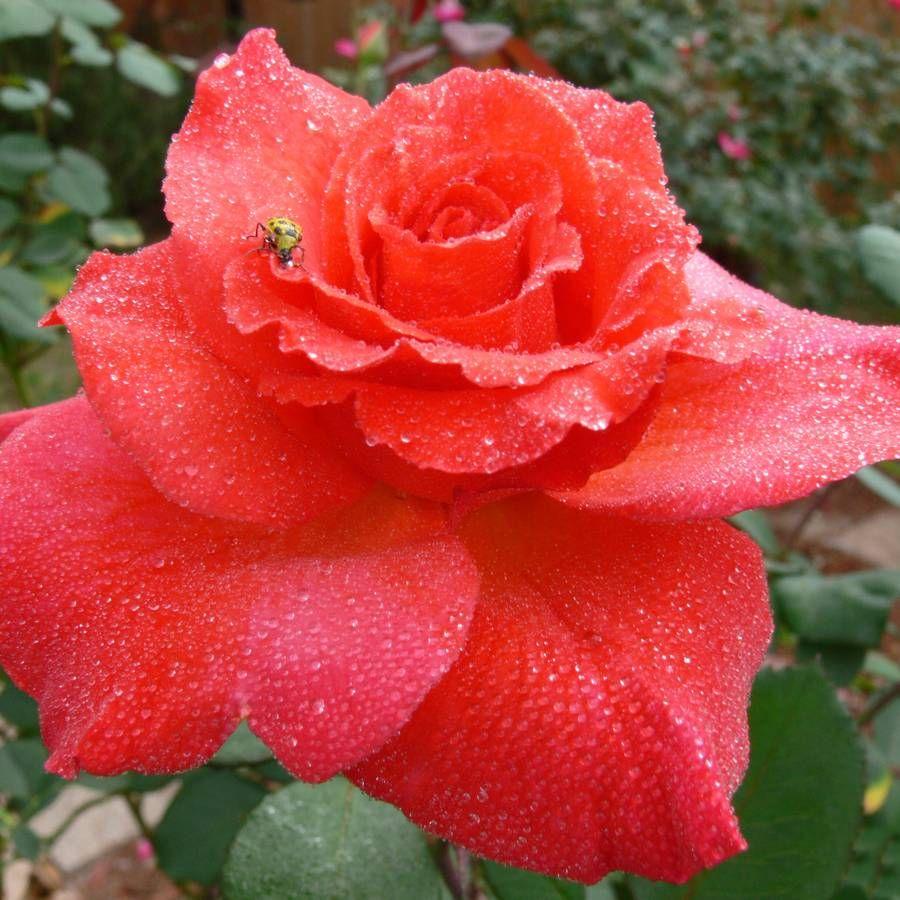 Rosa Hybrid Tea Fragrant Cloud - View 20 from www redcrocus com