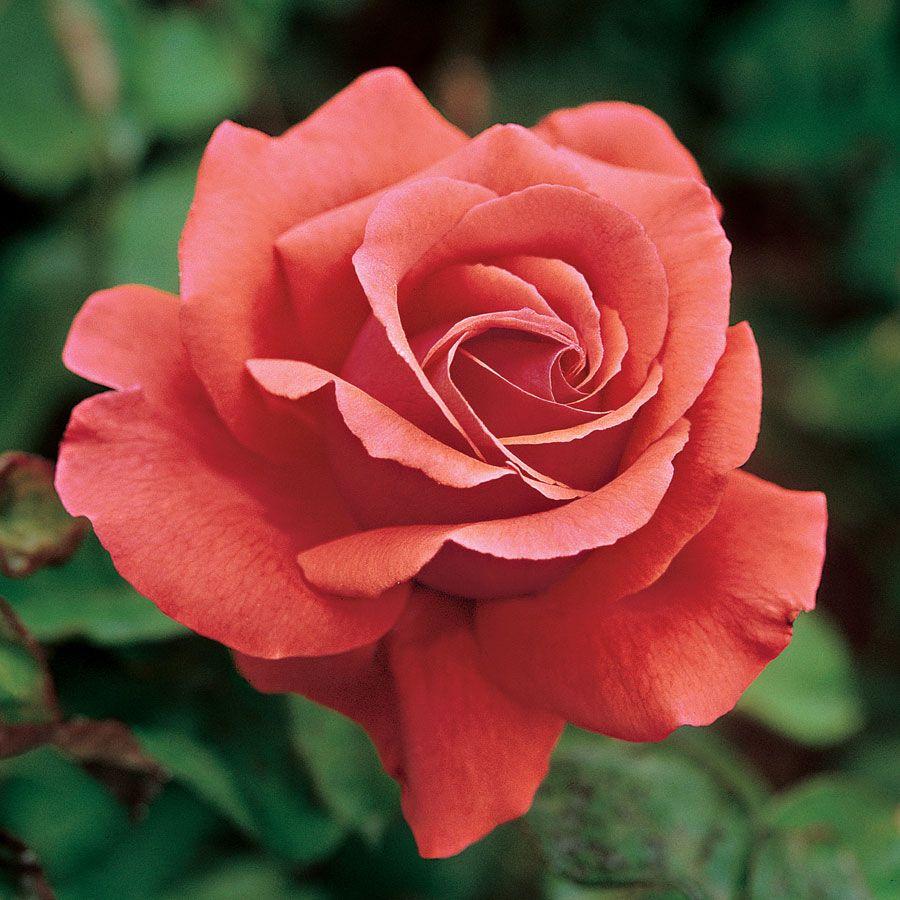 Rosa Hybrid Tea Fragrant Cloud - View 3 from www redcrocus com