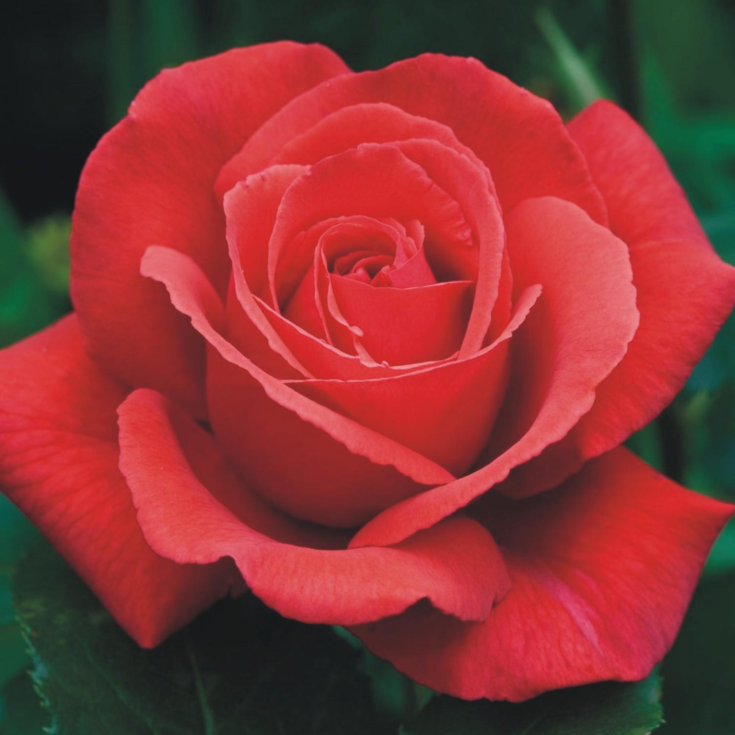 Rosa Hybrid Tea Fragrant Cloud - View 4 from www redcrocus com
