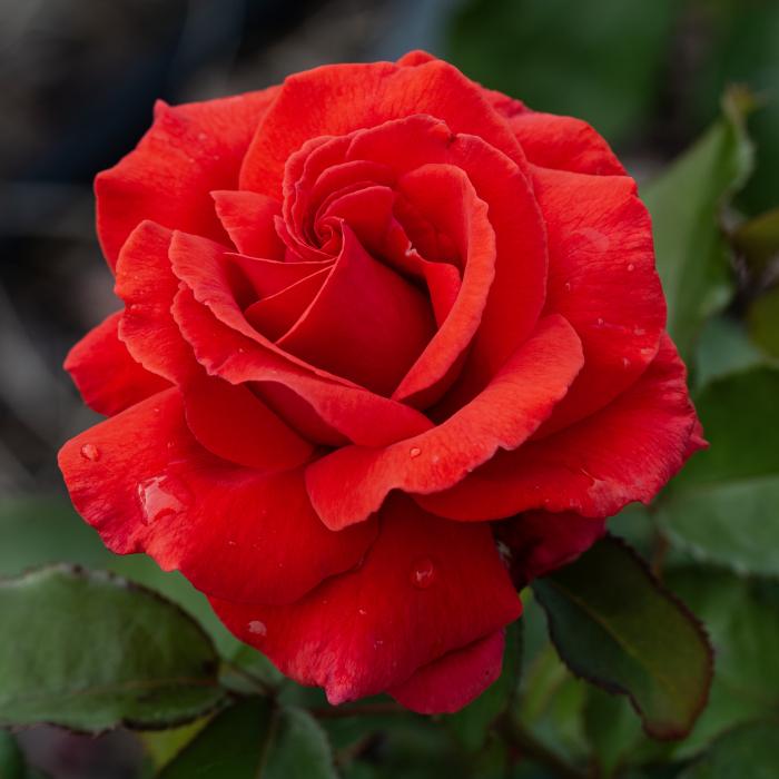 Rosa Hybrid Tea Fragrant Cloud - View 5 from www redcrocus com