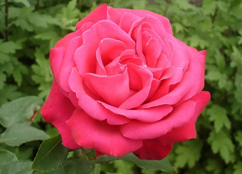 Rosa Hybrid Tea Fragrant Cloud - View 5 from www redcrocus com