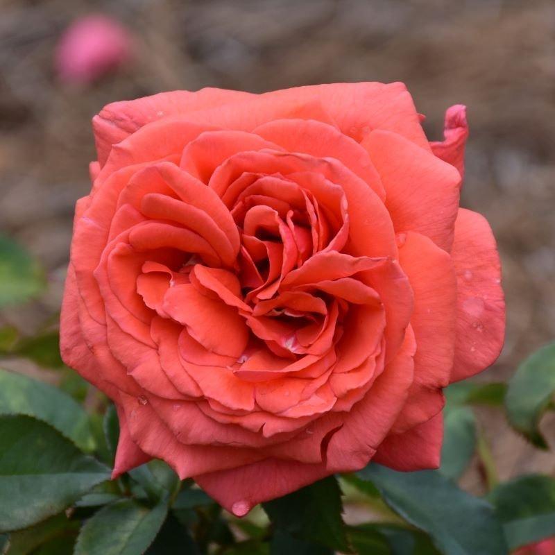 Rosa Hybrid Tea Fragrant Cloud - View 6 from www redcrocus com