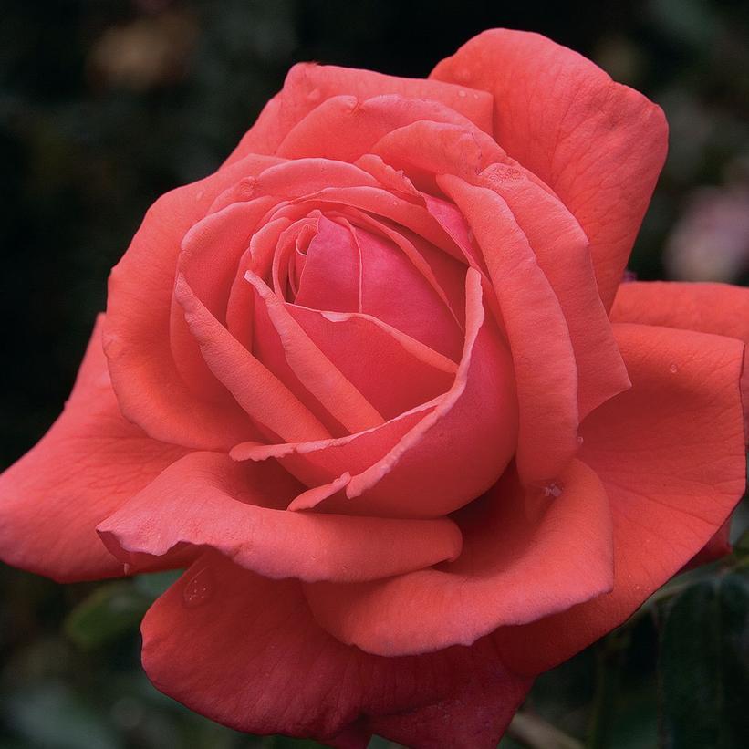 Rosa Hybrid Tea Fragrant Cloud - View 7 from www redcrocus com