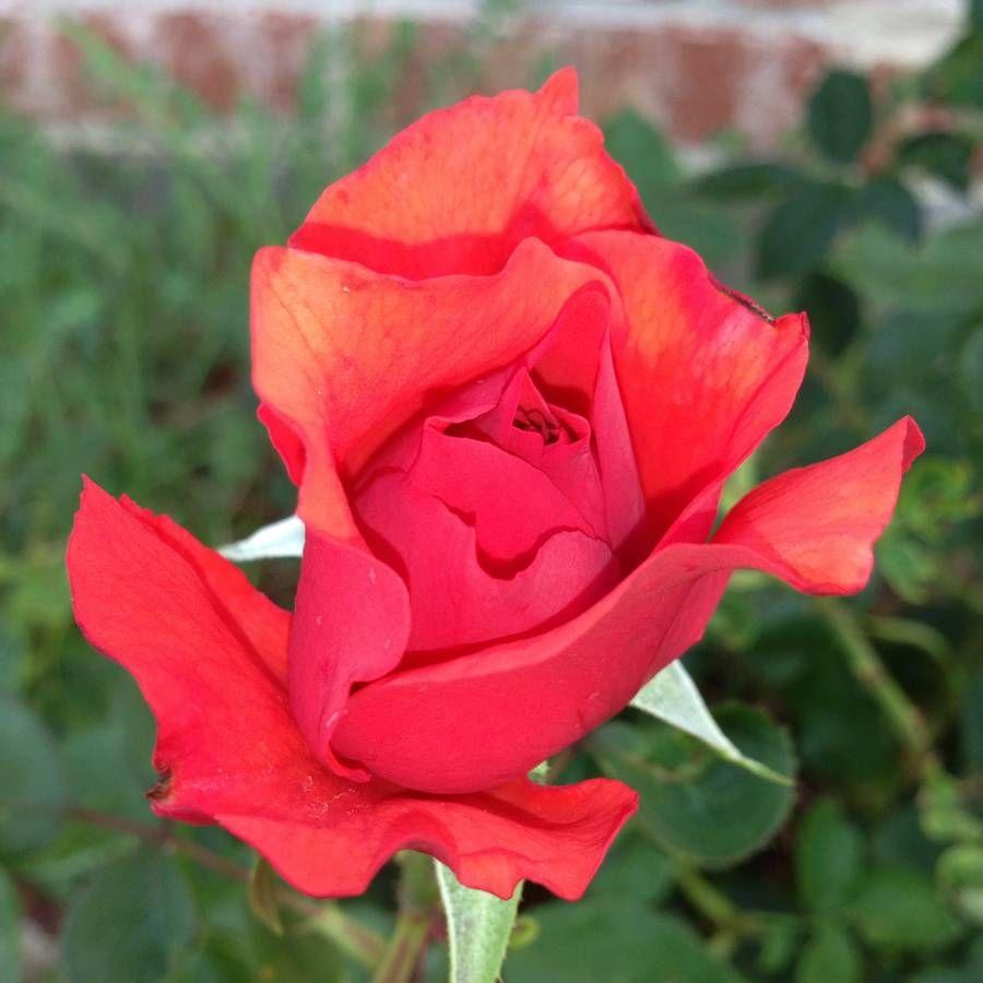 Rosa Hybrid Tea Fragrant Cloud - View 8 from www redcrocus com