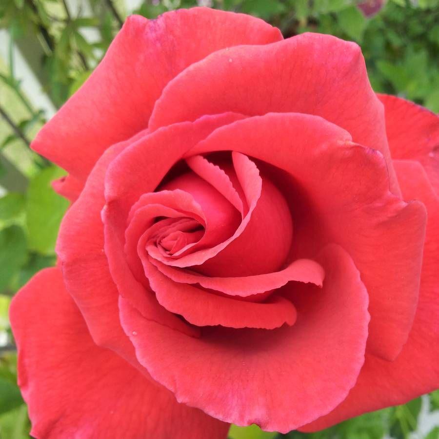 Rosa Hybrid Tea Fragrant Cloud - View 9 from www redcrocus com