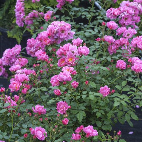 Rosa, Landscape 'oso Easy Double Pink' - View 10 from www redcrocus com