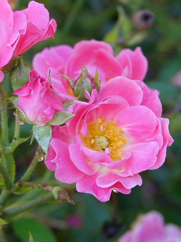 Rosa, Landscape 'oso Easy Double Pink' - View 11 from www redcrocus com