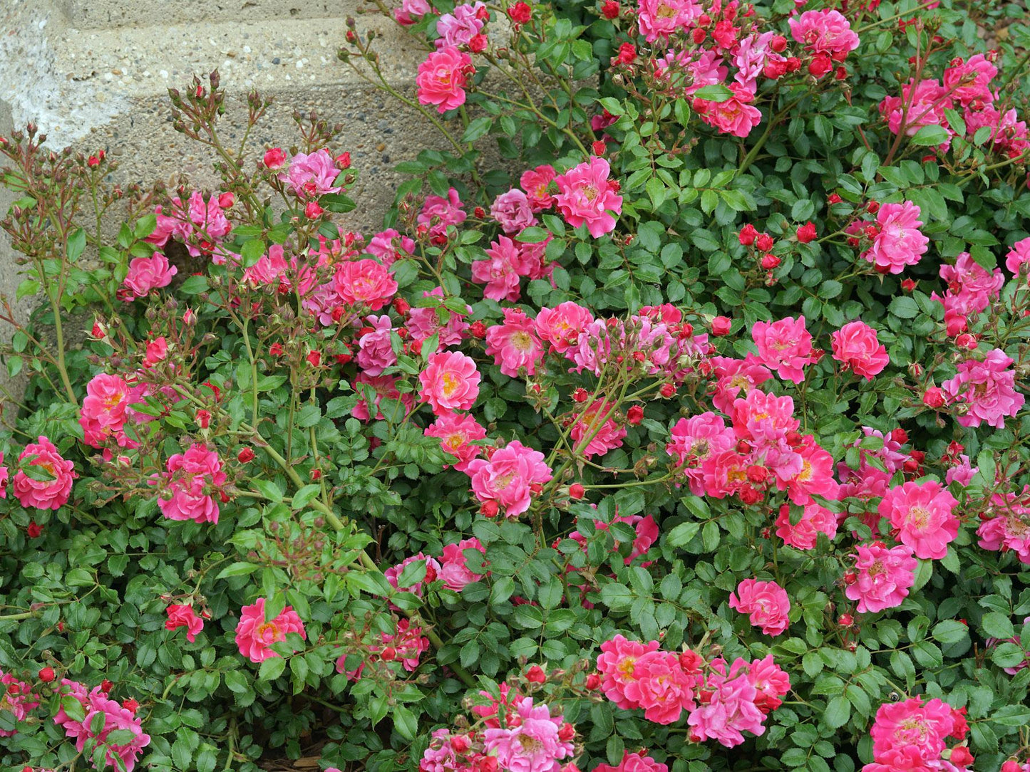Rosa, Landscape 'oso Easy Double Pink' - View 14 from www redcrocus com