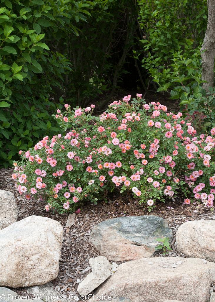 Rosa, Landscape 'oso Easy Double Pink' - View 16 from www redcrocus com