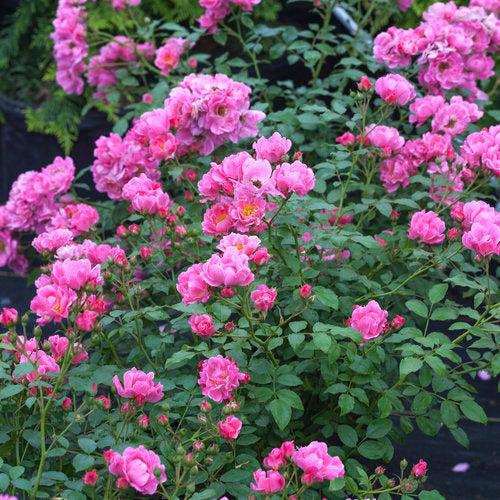 Rosa, Landscape 'oso Easy Double Pink' - View 18 from www redcrocus com
