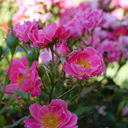 Rosa, Landscape 'oso Easy Double Pink' - View 19 from www redcrocus com