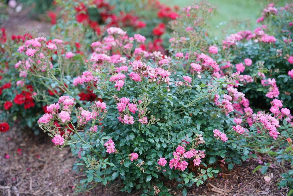 Rosa, Landscape 'oso Easy Double Pink' - View 1 from www redcrocus com