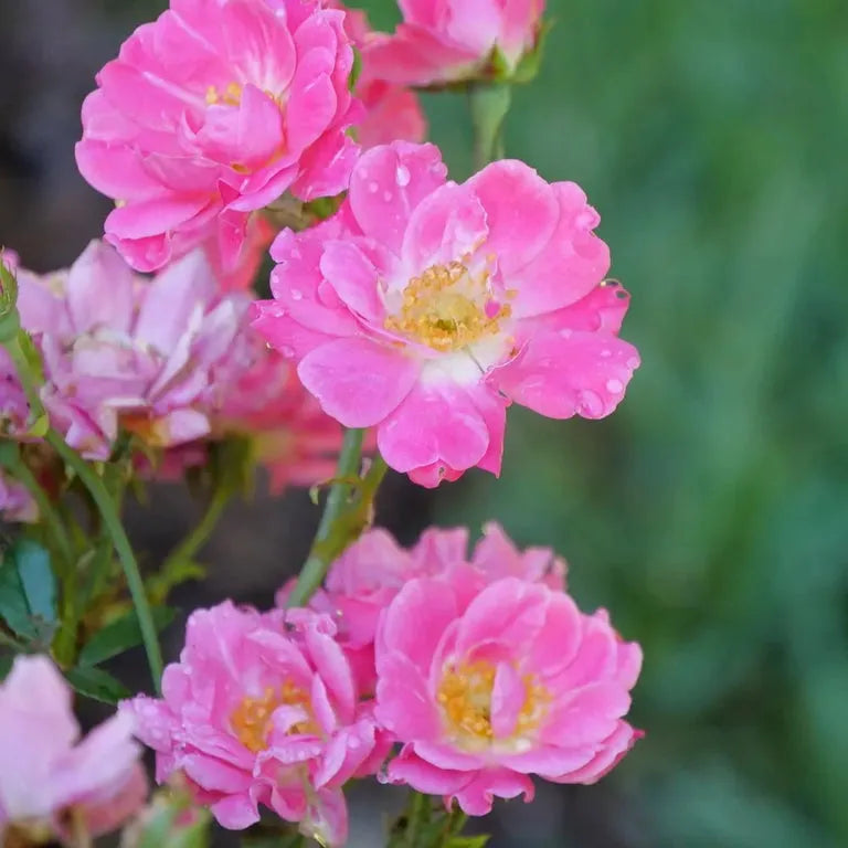 Rosa, Landscape 'oso Easy Double Pink' - View 20 from www redcrocus com