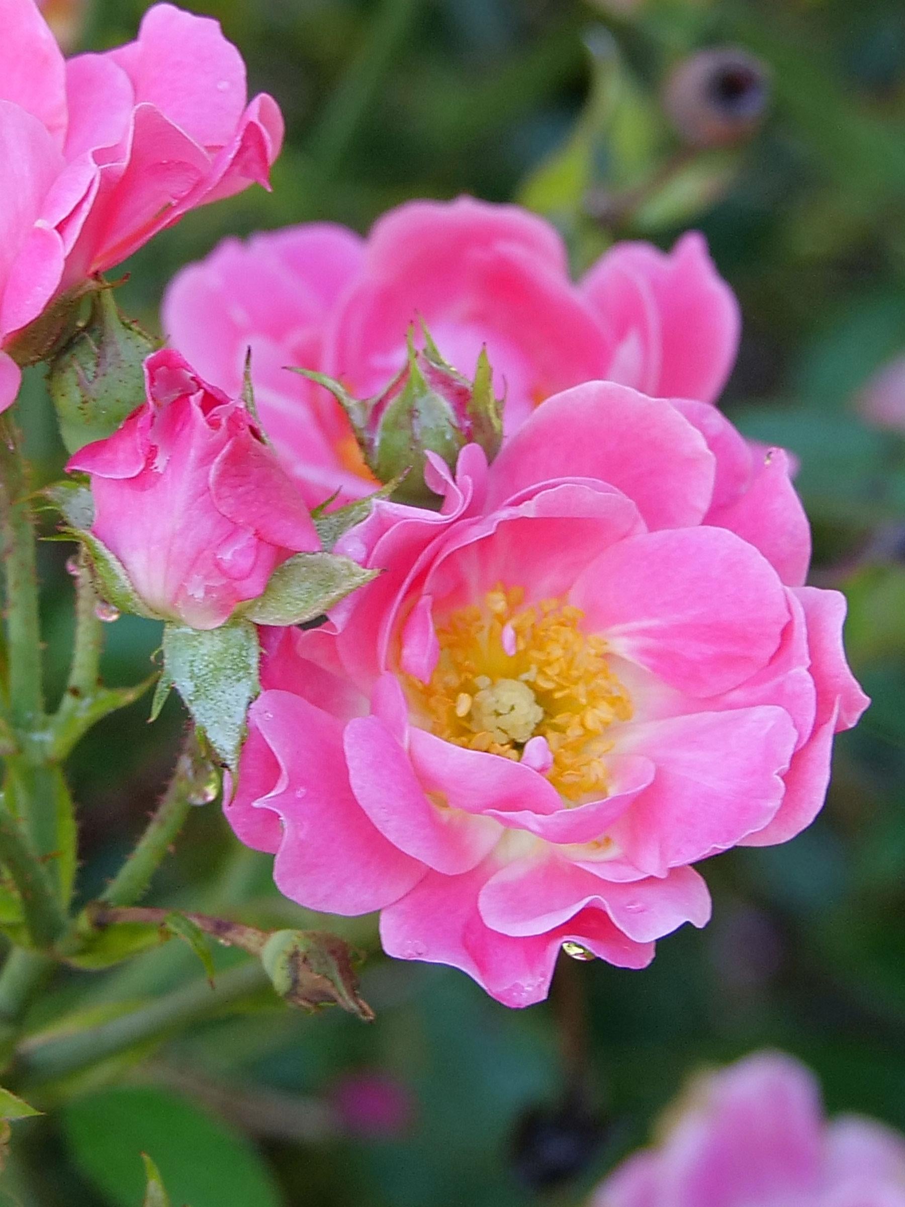Rosa, Landscape 'oso Easy Double Pink' - View 22 from www redcrocus com